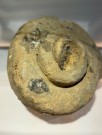 Sneglehus thumbnail